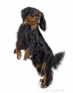 The 30 Smallest Dog Breeds: Find Your Perfect Tiny Companion