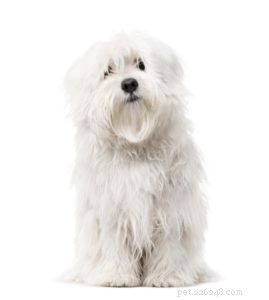 The 30 Smallest Dog Breeds: Find Your Perfect Tiny Companion