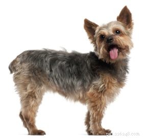 The 30 Smallest Dog Breeds: Find Your Perfect Tiny Companion