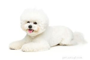 The 30 Smallest Dog Breeds: Find Your Perfect Tiny Companion