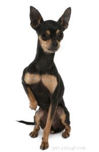The 30 Smallest Dog Breeds: Find Your Perfect Tiny Companion