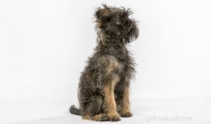 The 30 Smallest Dog Breeds: Find Your Perfect Tiny Companion
