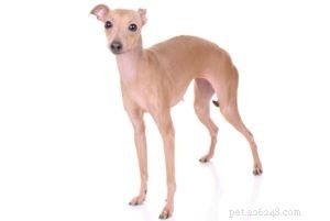 The 30 Smallest Dog Breeds: Find Your Perfect Tiny Companion