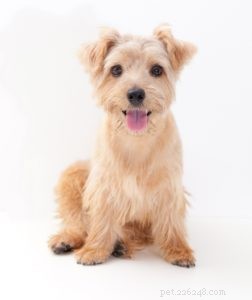 The 30 Smallest Dog Breeds: Find Your Perfect Tiny Companion