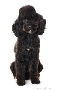 The 30 Smallest Dog Breeds: Find Your Perfect Tiny Companion