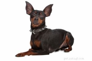 The 30 Smallest Dog Breeds: Find Your Perfect Tiny Companion