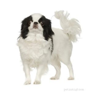 The 30 Smallest Dog Breeds: Find Your Perfect Tiny Companion