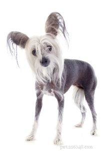 The 30 Smallest Dog Breeds: Find Your Perfect Tiny Companion