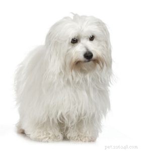 The 30 Smallest Dog Breeds: Find Your Perfect Tiny Companion