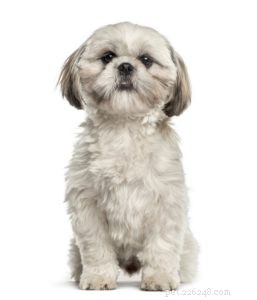 The 30 Smallest Dog Breeds: Find Your Perfect Tiny Companion
