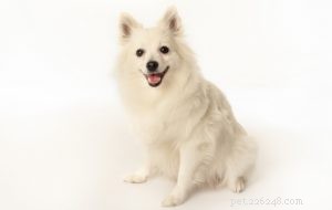 The 30 Smallest Dog Breeds: Find Your Perfect Tiny Companion