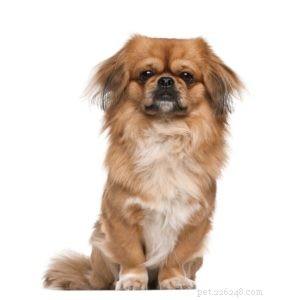 The 30 Smallest Dog Breeds: Find Your Perfect Tiny Companion