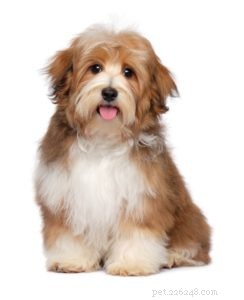 The 30 Smallest Dog Breeds: Find Your Perfect Tiny Companion