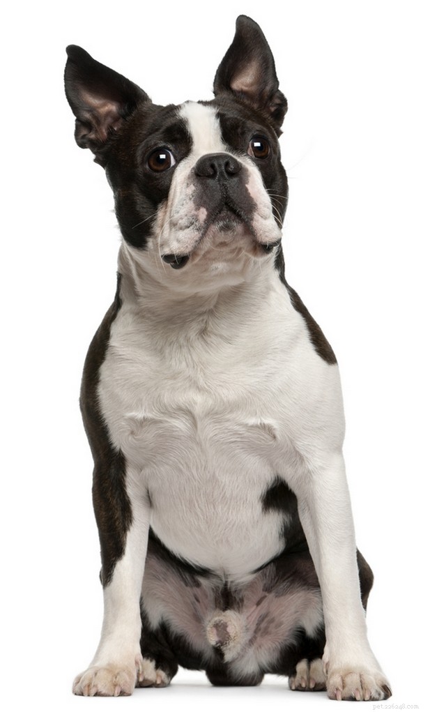 The 30 Smallest Dog Breeds: Find Your Perfect Tiny Companion