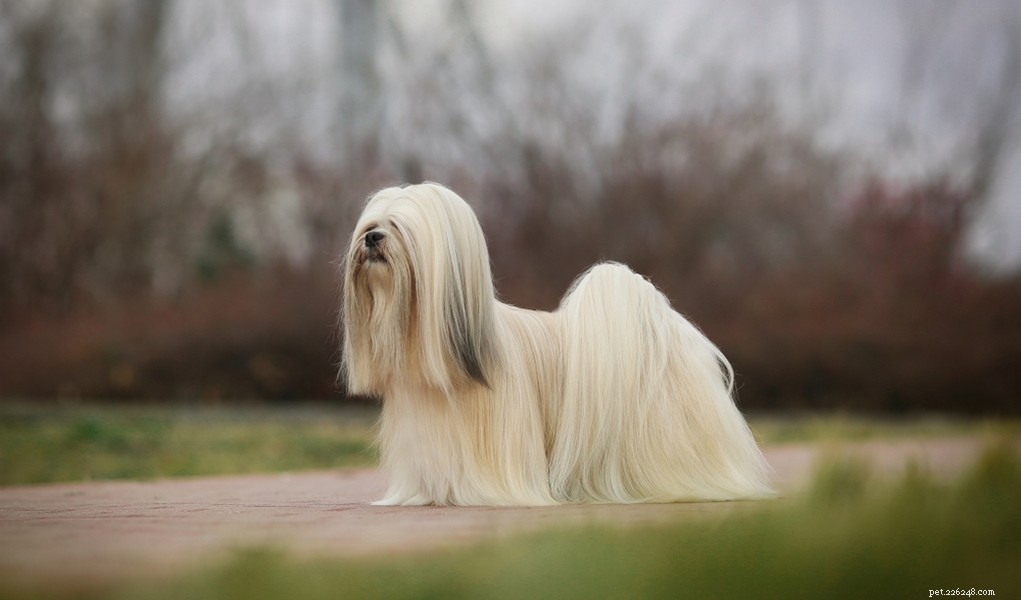 The 30 Smallest Dog Breeds: Find Your Perfect Tiny Companion