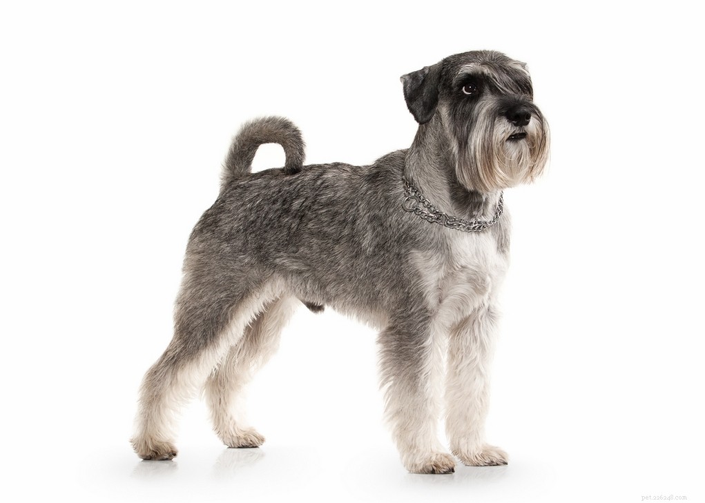 The 30 Smallest Dog Breeds: Find Your Perfect Tiny Companion