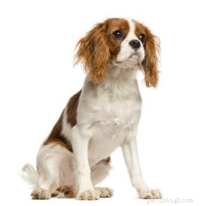 The 30 Smallest Dog Breeds: Find Your Perfect Tiny Companion