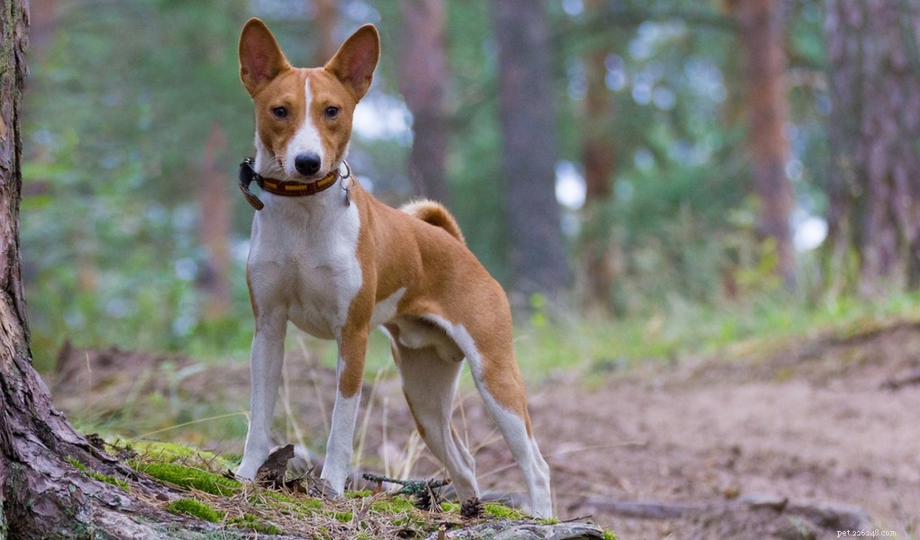 25 Dog Breeds Known for Their Escape Skills: What You Need to Know