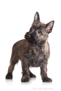25 Dog Breeds Known for Their Escape Skills: What You Need to Know