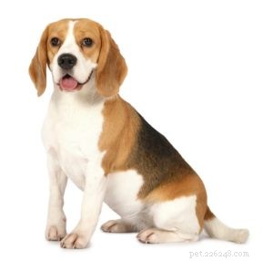 25 Dog Breeds Known for Their Escape Skills: What You Need to Know