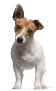 25 Dog Breeds Known for Their Escape Skills: What You Need to Know