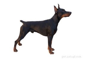 25 Dog Breeds Known for Their Escape Skills: What You Need to Know