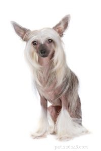 25 Dog Breeds Known for Their Escape Skills: What You Need to Know