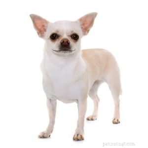 25 Dog Breeds Known for Their Escape Skills: What You Need to Know