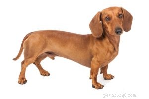 25 Dog Breeds Known for Their Escape Skills: What You Need to Know