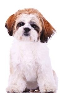25 Dog Breeds Known for Their Escape Skills: What You Need to Know
