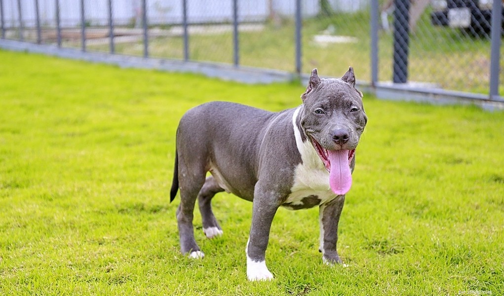 25 Dog Breeds Known for Their Escape Skills: What You Need to Know