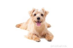 25 Dog Breeds Known for Their Escape Skills: What You Need to Know