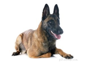25 Dog Breeds Known for Their Escape Skills: What You Need to Know