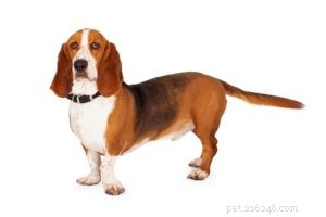 25 Dog Breeds Known for Their Escape Skills: What You Need to Know