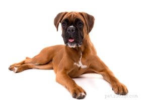 25 Dog Breeds Known for Their Escape Skills: What You Need to Know