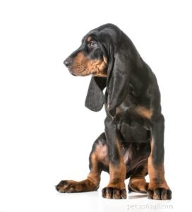 25 Dog Breeds Known for Their Escape Skills: What You Need to Know