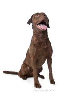 25 Dog Breeds Known for Their Escape Skills: What You Need to Know