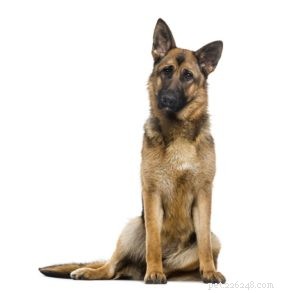 25 Dog Breeds Known for Their Escape Skills: What You Need to Know