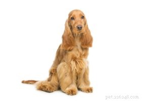 25 Dog Breeds Known for Their Escape Skills: What You Need to Know