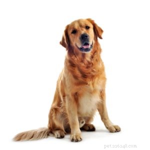 25 Dog Breeds Known for Their Escape Skills: What You Need to Know