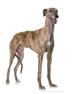 25 Dog Breeds Known for Their Escape Skills: What You Need to Know