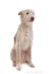 25 Dog Breeds Known for Their Escape Skills: What You Need to Know