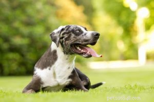 25 Dog Breeds Known for Their Escape Skills: What You Need to Know