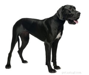 25 Dog Breeds Known for Their Escape Skills: What You Need to Know