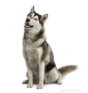 25 Dog Breeds Known for Their Escape Skills: What You Need to Know