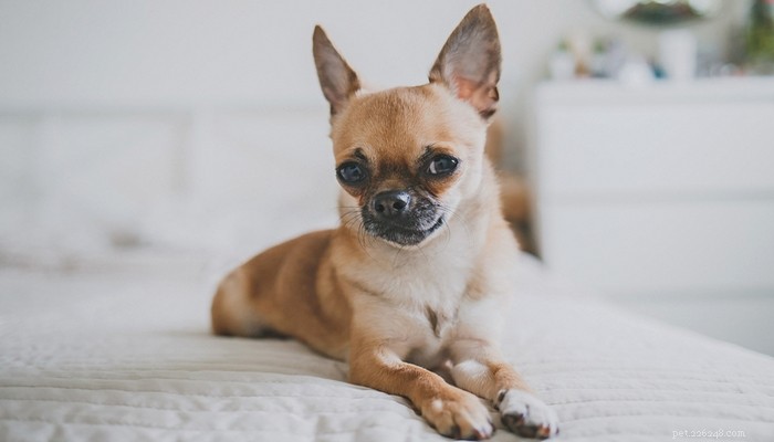 Top 15 Long‑Lived Dog Breeds: Which Can Be Your Lifelong Companion