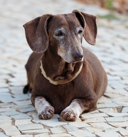 Top 15 Long‑Lived Dog Breeds: Which Can Be Your Lifelong Companion