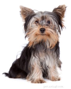 Top 15 Long‑Lived Dog Breeds: Which Can Be Your Lifelong Companion