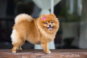 Top 15 Long‑Lived Dog Breeds: Which Can Be Your Lifelong Companion