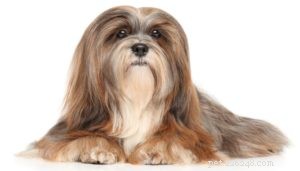 Top 15 Long‑Lived Dog Breeds: Which Can Be Your Lifelong Companion